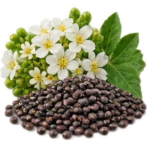 Aceite de crambe