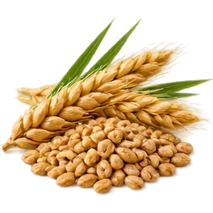Aceite de germen de trigo