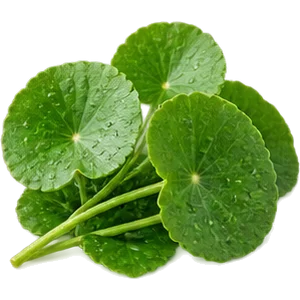 Extracto de centella asiática